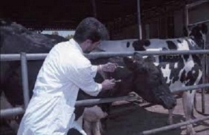 آغاز مرحله دوم واکسیناسیون تب برفکی در استان مرکزی از دهم مهر