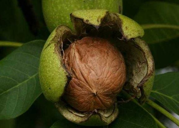 نرخ مصوب انواع میوه در میادین میوه و تره بار