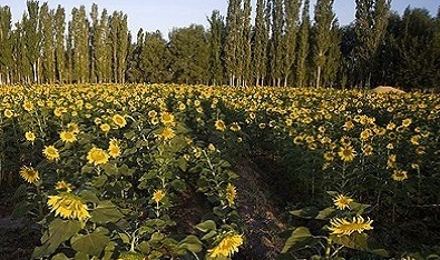 آغازبرداشت آفتابگردان درماهنشان