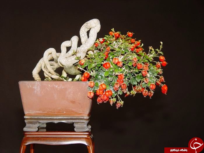 تصاویر رویایی از درختچه های بن سای