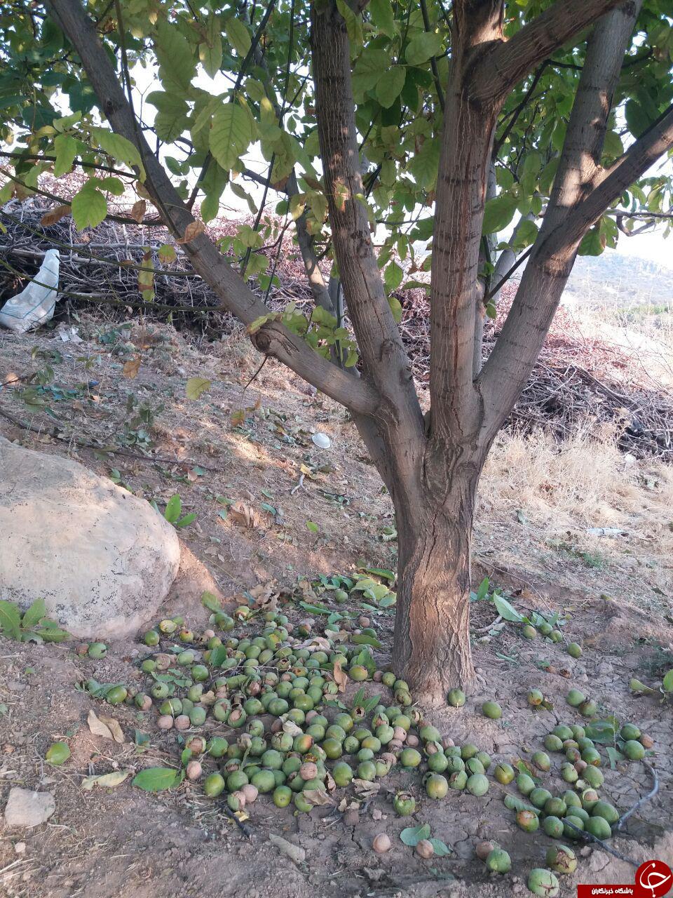 برداشت گردو در چنارکل + تصاویر برداشت گردو در چنارکل + تصاویر