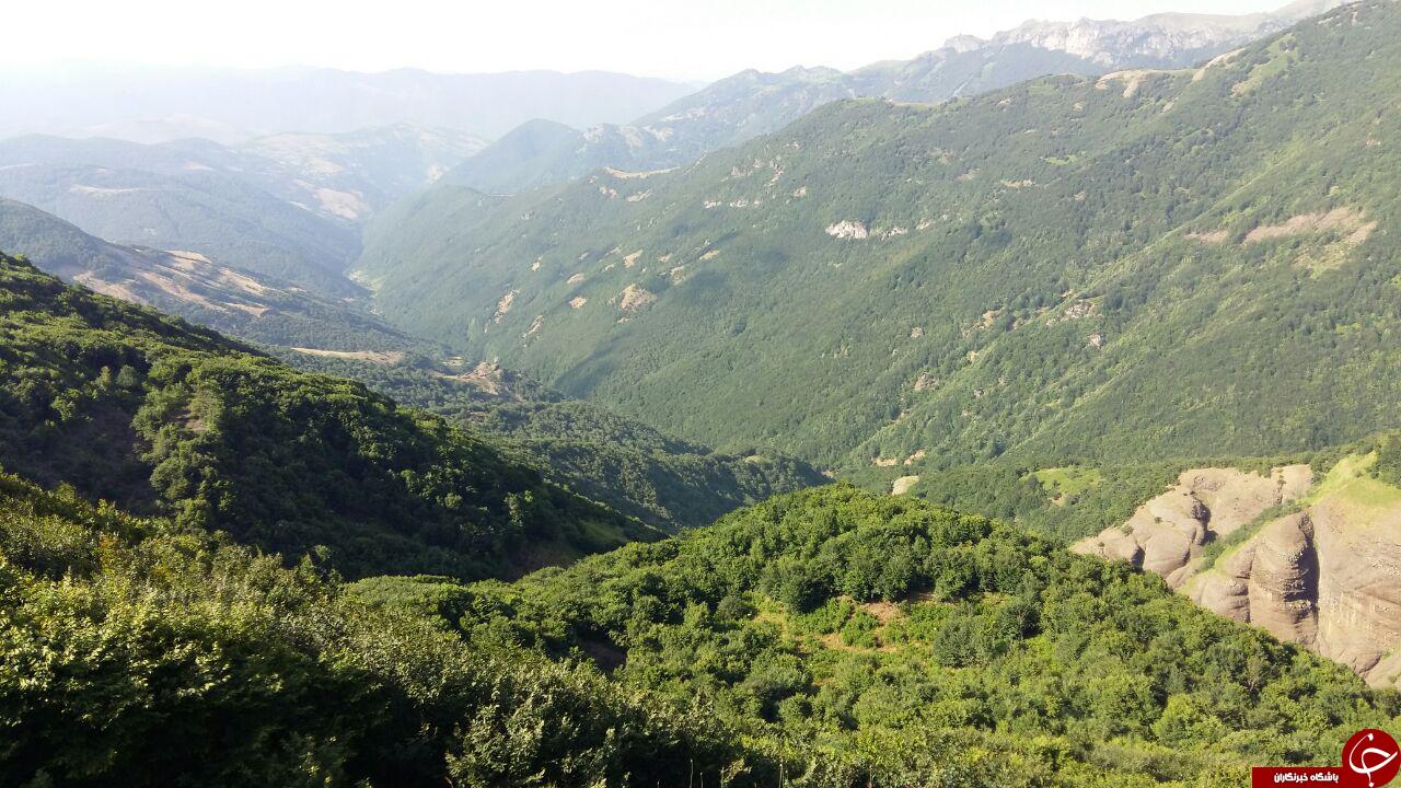 چشم اندازی از جنگل دیدنی ویلکیج + تصاویر