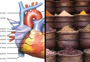 10 گیاه مفید برای قلب کدامند؟