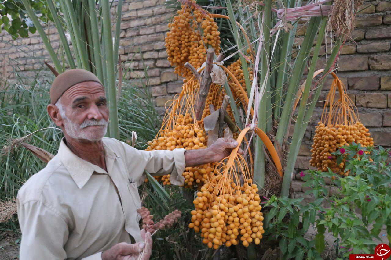 کشاورز گنابادی در انتظار برداشت خرما در اوایل پاییز+تصاویر