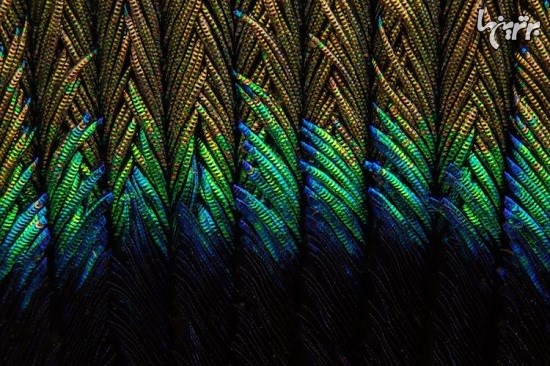 تصاویر ماکروی باورنکردنی از پرهای طاووس