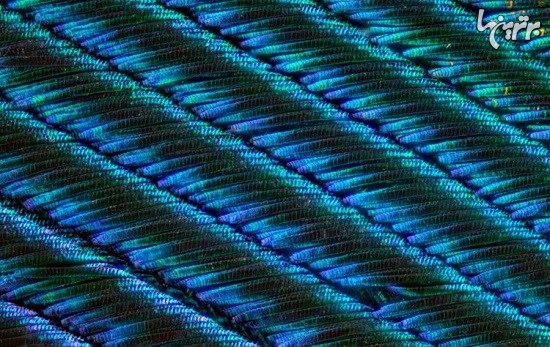 تصاویر ماکروی باورنکردنی از پرهای طاووس