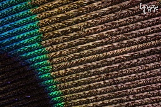 تصاویر ماکروی باورنکردنی از پرهای طاووس