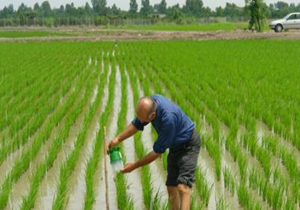 مبارزه بیولوژیک با ساقه خوار برنج در شالیزار‌های بابل