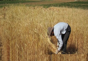اختصاص 2 هزار هکتار از مزارع طبس به کشت جو