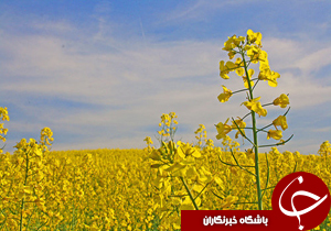 رتبه نخست شهرستان سلسله در تولید کلزا