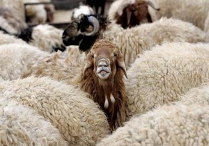 دستگیری سارقان احشام در کرمانشاه