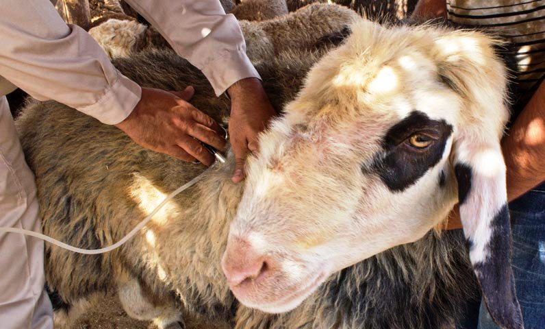 طرح واکسیناسیون دام در سیستان و بلوچستان به طور رایگان در حال انجام است
