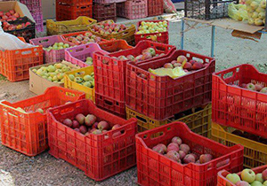 دستگیری سارقان باغ های سیب در سمیرم