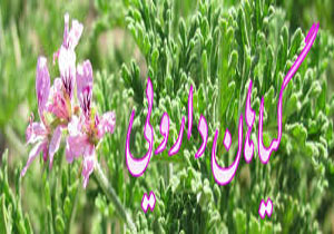اختصاص ۵ میلیارد تومان برای توسعه باغات و گیاهان دارویی لرستان