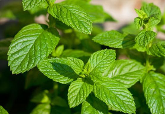 دم نوش نعناع دارویی برای سالمندان/با این روش کالری بسوزانید/مواد غذایی مفید و مضر برای غده تیروئید/مضرات استفاده از خلال دندان