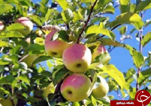 مراسم خطبه خوانی حضرت زينب (س) در خوی/یک کشته در برخورد پراید با تیر برق /زائران آذربایجان غربی از مرز خسروی وارد عراق می شوند