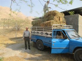 اهدا یونجه به حیات وحش خوزستان