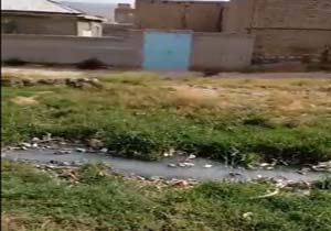 گلایه ساکنان جوادیه از وضعیت نامناسب خیابان‌ها + فیلم