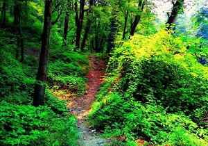 لطمه به درختان جنگل نوکنده + فیلم