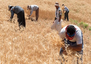 اعطای تسهیلات بدون ضمانت به گندمکاران استان اردبیل