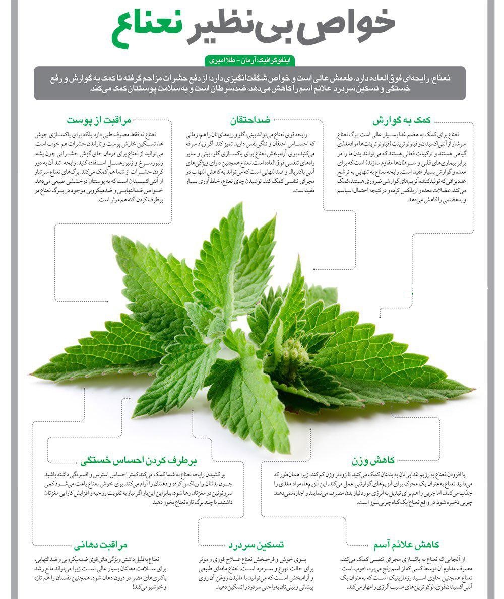 نعناع