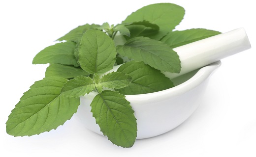تیر خلاص گیاهان دارویی به سوی آفت دهان/گیاهان دارویی که آفت دهان را در نطفه خفه می&zwnj;کنند