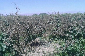 خسارت ۹۵ درصد باغات شهرستان خنداب بر اثر سرمازدگی