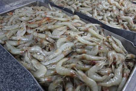 فرماندار چابهار خواستار تعیین تکلیف مالکیت اراضی پرورش میگو شد