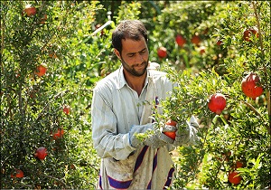 برداشت بیش از 100 تن انار از باغ های شهرستان خلخال