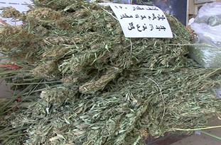 کشف بزرگترین محموله ماده مخدر از نوع گل در مراغه