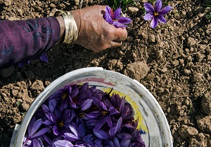 آغاز برداشت زعفران در درمیان