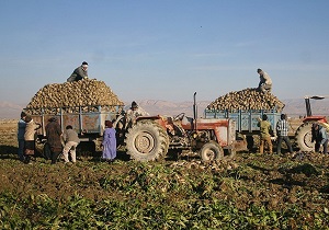 پیش بینی برداشت ۸۰ هزار تن چغندر قند