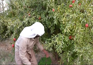 از کار آفرینی با تولید فرش ماشینی تا وقف انار برای زائران اربعین + فیلم