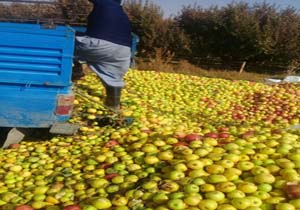 هدررفتن دسترنج باغداران در کوکیا + فیلم