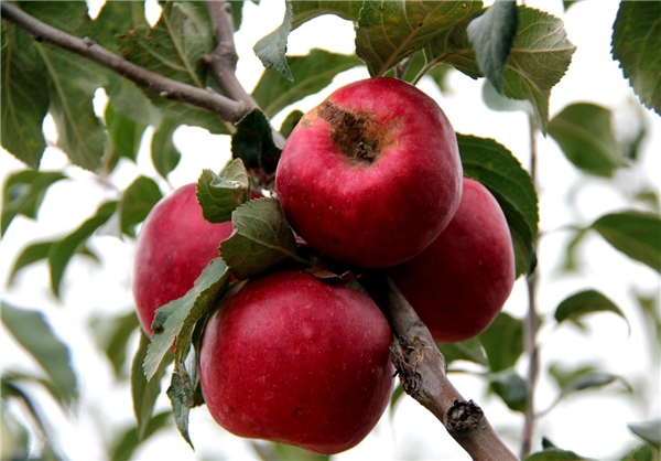 خرید تضمینی سیب درختی در آذربایجان شرقی