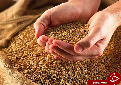 تردید گندم کاران مازندرانی از رسیدن قطار مطالبات به ایستگاه نهایی