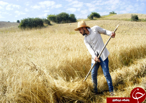 تردید گندم کاران مازندرانی از رسیدن قطار مطالبات به ایستگاه نهایی