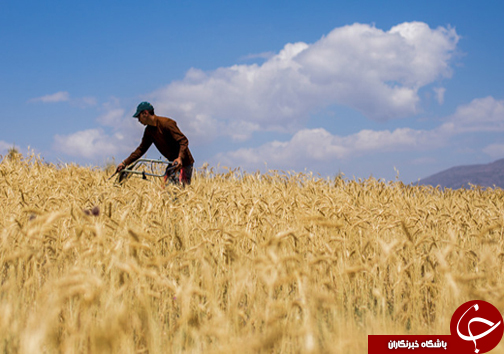 تردید گندم کاران مازندرانی از رسیدن قطار مطالبات به ایستگاه نهایی