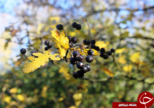 پاییزگردی در مازندران / جذب گردشگران در روستا&zwnj;ها و مناطق جنگلی مازندران با چیدن انواع میوه&zwnj;های پاییزی