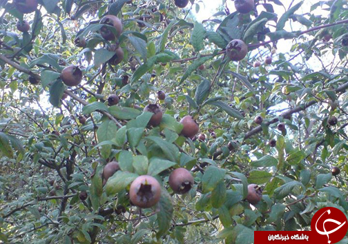 پاییزگردی در مازندران / جذب گردشگران در روستا&zwnj;ها و مناطق جنگلی مازندران با چیدن انواع میوه&zwnj;های پاییزی