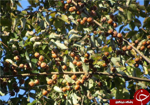 پاییزگردی در مازندران / جذب گردشگران در روستا&zwnj;ها و مناطق جنگلی مازندران با چیدن انواع میوه&zwnj;های پاییزی