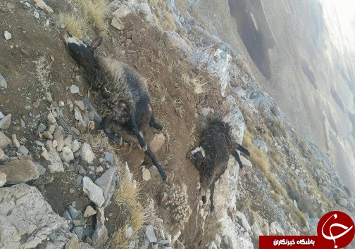 حمله گرگ به گله گوسفندان در روستای گرگول علیای پیرانشهر+تصاویر
