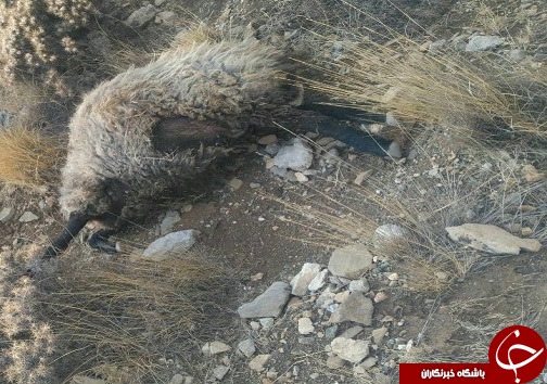 حمله گرگ به گله گوسفندان در روستای گرگول علیای پیرانشهر+تصاویر