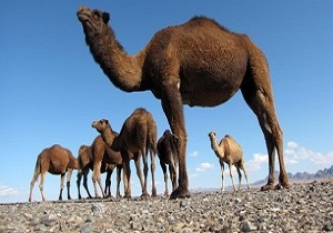 تولید 700 تن گوشت شتر در خراسان جنوبی