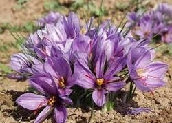 آغاز برداشت زعفران از 2،5 هتکار از زمین های کشاورزی خاش