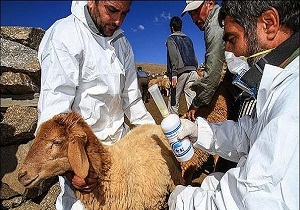 کنترل طاعون دام سبک در استان سمنان