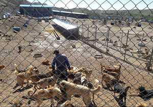 ساماندهی سگ های بدون صاحب در آمل