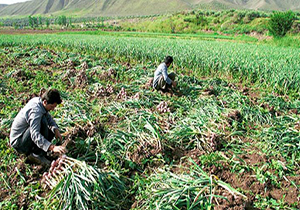 کشت سیر در ۱۶۰ هکتار از زمین‌ های کشاورزی میاندورود