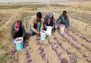 برداشت زعفران در روستای «برج» + فیلم