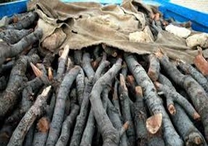 کشف بیش از یک تن چوب بلوط قاچاق